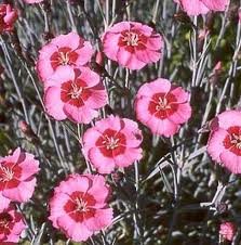 vivace_DIANTHUS_ALLWOODII_ALPINUS.jpg