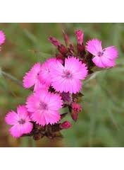 vivace_DIANTHUS_CARTHUSIANORUM.jpg