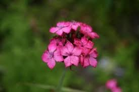 vivace_DIANTHUS_CARTHUSIANORUM_2.jpg