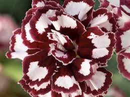 vivace_DIANTHUS_COCONUT_PUNCH.jpg