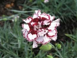 vivace_DIANTHUS_COCONUT_PUNCH_2.jpg