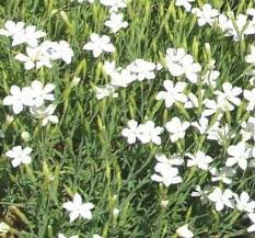 vivace_DIANTHUS_DELTOIDES_ALBUS.jpg