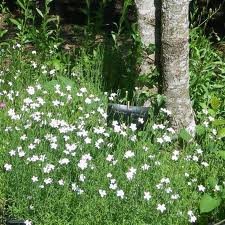 vivace_DIANTHUS_DELTOIDES_ALBUS_2.jpg