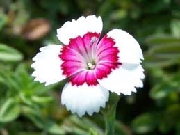 vivace_DIANTHUS_DELTOIDES_ARTIC_FIRE.jpg