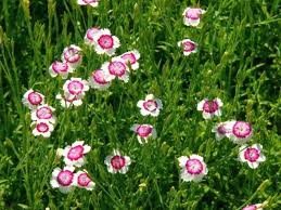 vivace_DIANTHUS_DELTOIDES_ARTIC_FIRE_2.jpg