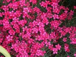 vivace_DIANTHUS_DELTOIDES_BRILLIANT.jpg