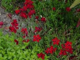 vivace_DIANTHUS_DELTOIDES_FLASHING_LIGHT.jpg