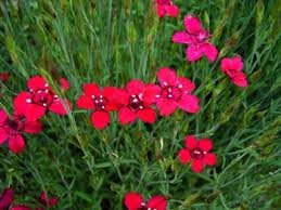 vivace_DIANTHUS_DELTOIDES_FLASHING_LIGHT_2.jpg