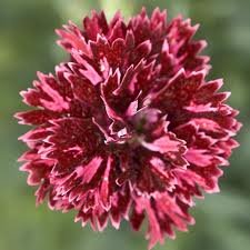 Vivace_DIANTHUS_POMEGRANATE_KISS.jpg
