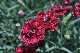 Vivace_DIANTHUS_POMEGRANATE_KISS_2.jpg