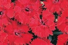 vivace_DIANTHUS_FIRE_STAR.jpg