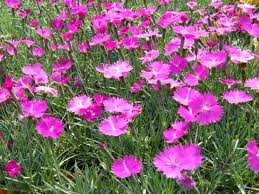 vivace_DIANTHUS_GRAT_FIREWITCH.jpg