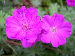 vivace_DIANTHUS_GRAT_FIREWITCH_2.jpg
