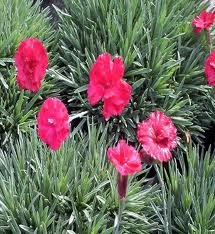 vivace_DIANTHUS_GRAT_FROSTY_FIRE.jpg