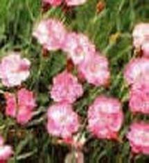 vivace_DIANTHUS_GRAT_SNAPS_IN_WINE.jpg