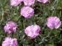 vivace_DIANTHUS_GRAT_TINY_RUBIES.jpg