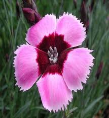 vivace_DIANTHUS_PLUMARIUS_DORIS.jpg