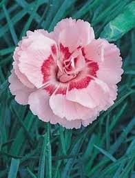 vivace_DIANTHUS_PLUMARIUS_DORIS_2.jpg