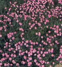 vivace_DIANTHUS_PLUMARIUS_SPRING_BEAUTY.jpg