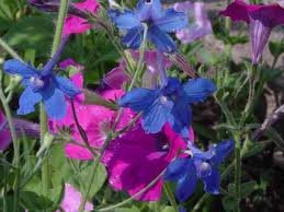 vivace_DELPHINIUM_GRAND_BLUE_BUTTERFLY.jpg