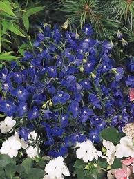 vivace_DELPHINIUM_GRAND_SUMMER_NIGHT.jpg