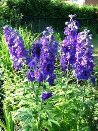 vivace_DELPHINIUM_M_F_DARK_BLUE_WHITE_BEE.jpg