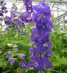 vivace_DELPHINIUM_M_F_DARK_BLUE_WHITE_BEE_2.jpg