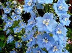 vivace_DELPHINIUM_M_F_SKY_BLUE.jpg