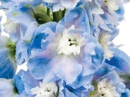 vivace_DELPHINIUM_M_F_SKY_BLUE_2.jpg