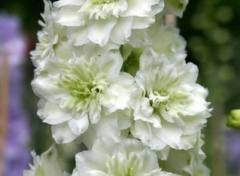 vivace_DELPHINIUM_M_F_WHITE.jpg