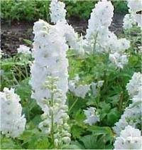 vivace_DELPHINIUM_M_F_WHITE_2.jpg