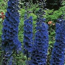 vivace_DELPHINIUM_P_G_BLACK_KNIGHT.jpg