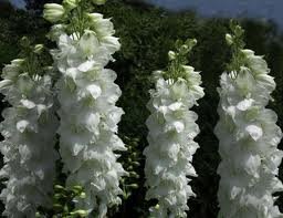 vivace_DELPHINIUM_P_G_GALAHAD.jpg