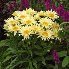 vivace_CHRYSANTHEMUM_SUPERBUM_BANANA_CREAM.jpg