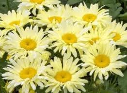 vivace_CHRYSANTHEMUM_SUPERBUM_BANANA_CREAM_2.jpg