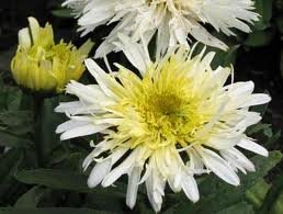 vivace_CHRYSANTHEMUM_SUPERBUM_GOLD_RUSH.jpg