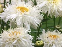 vivace_CHRYSANTHEMUM_SUPERBUM_GOLD_RUSH_2.jpg