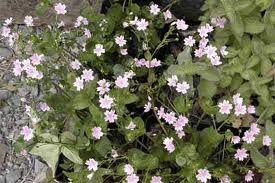 vivace_CLAYTONIA_SIBIRICA.jpg