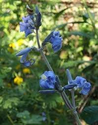 vivace_CLEMATIS_HERACLEIFOLIA_2.jpg