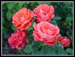 rosier_TROPICANA_2.jpg