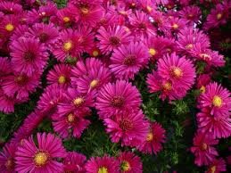 vivace_ASTER_DUMOSUS_JENNY_2.jpg