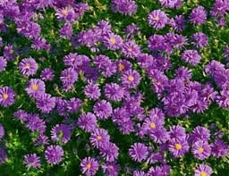 vivace_ASTER_DUMOSUS_VIOLET_CARPET.jpg