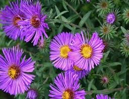 vivace_ASTER_DUMOSUS_VIOLET_CARPET_2.jpg