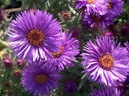 vivace_ASTER_NOVAE_ANGLIAE.jpg