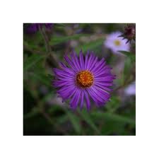 vivace_ASTER_NOVAE_ANGLIAE_2.jpg