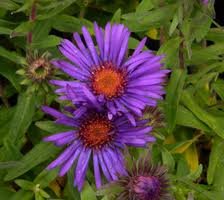 vivace_ASTER_NOV_ANGL_PURPLE_DOME_2.jpg