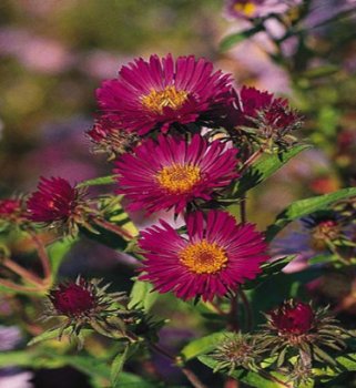 vivace_ASTER_NOV_ANGL_SEPTEMBER_RUBY.jpg