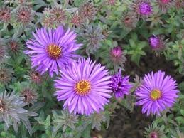 vivace_ASTER_NOV_BELGII.jpg