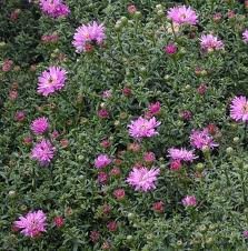 vivace_ASTER_NOV_BELGII_2.jpg