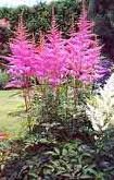 vivace_ASTILBE_AREND_AMETHYST.jpg